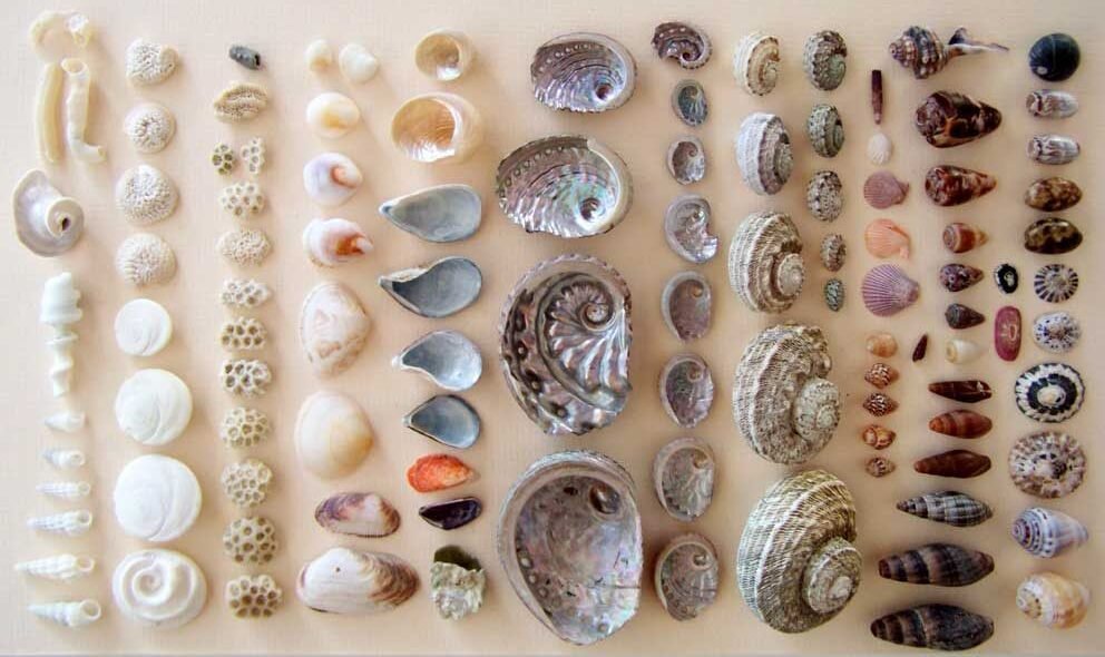 seashell